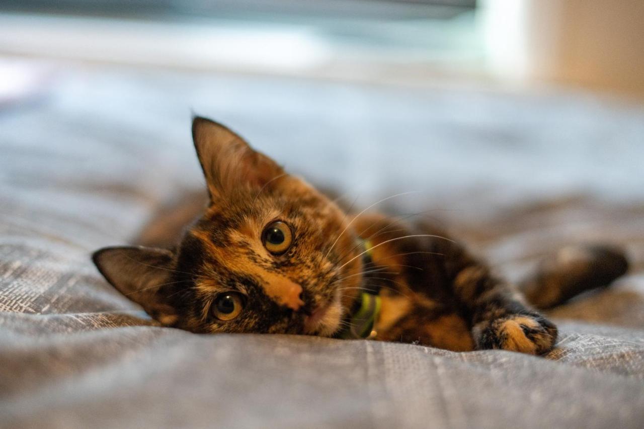 Cavendish Cat And Gaming House Daire Blackpool Dış mekan fotoğraf