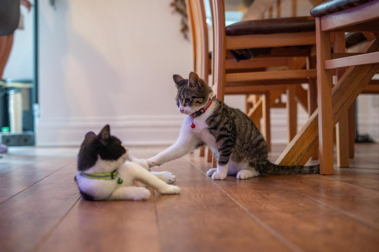 Cavendish Cat And Gaming House Daire Blackpool Dış mekan fotoğraf