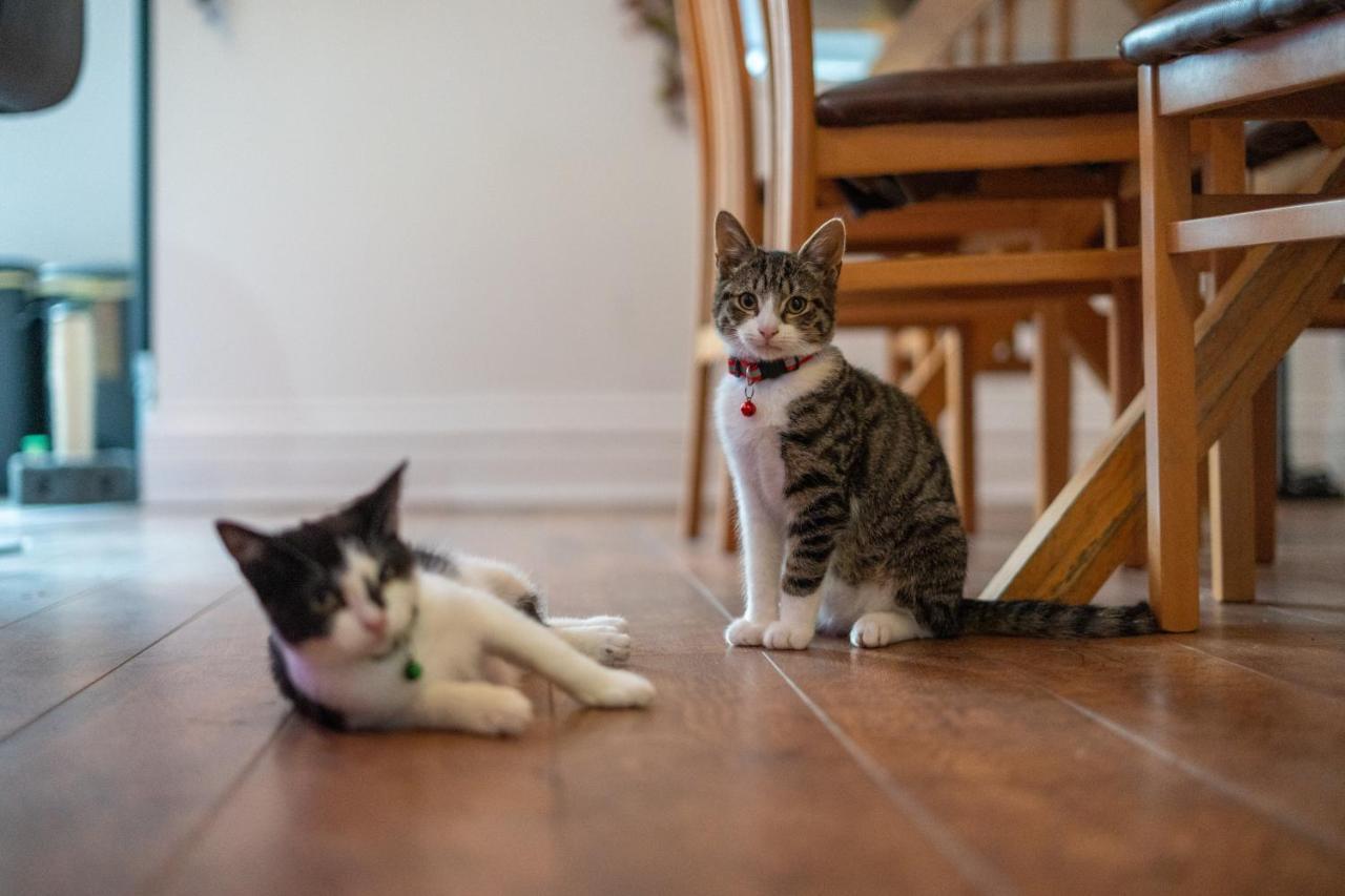 Cavendish Cat And Gaming House Daire Blackpool Dış mekan fotoğraf
