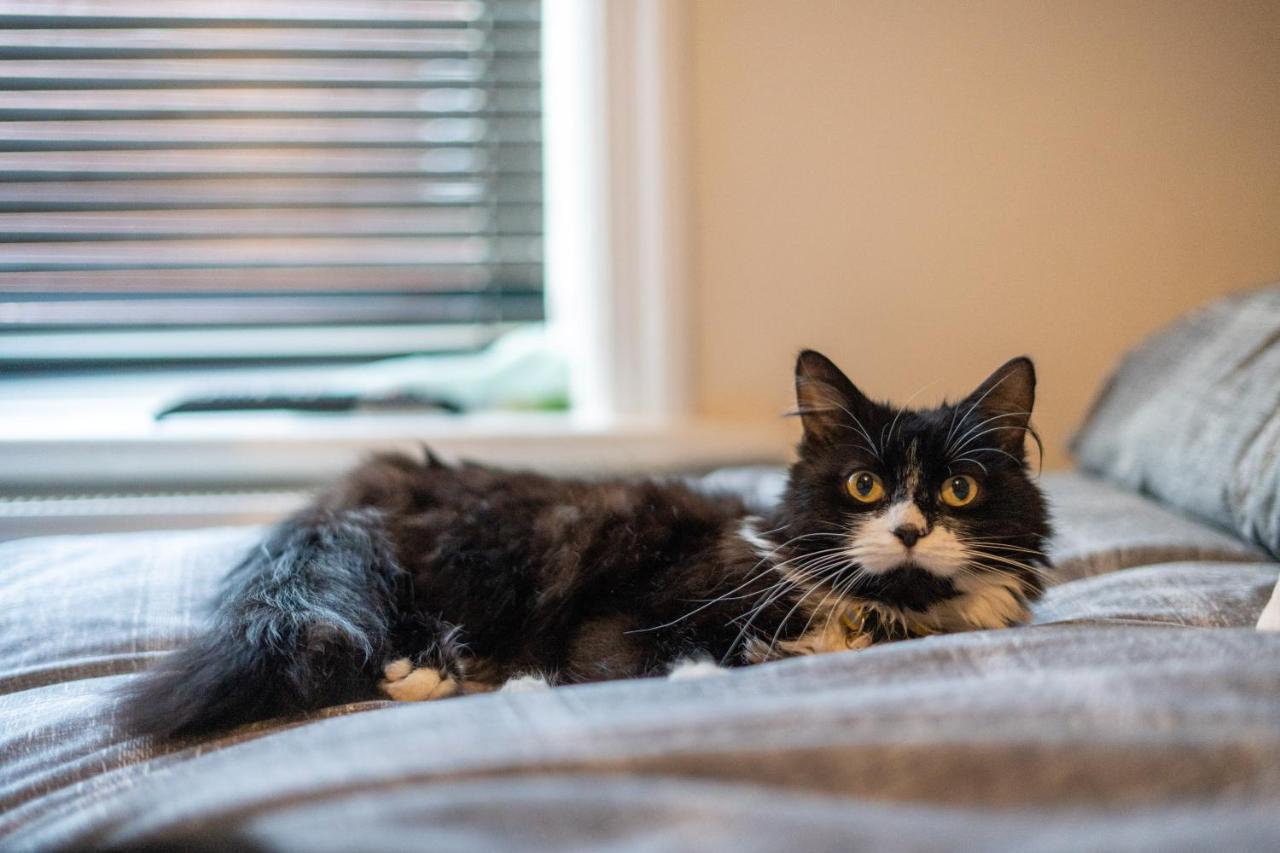 Cavendish Cat And Gaming House Daire Blackpool Dış mekan fotoğraf